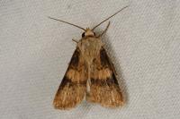 Agrotis puta