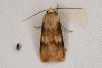 Agrotis puta
