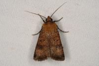 Agrotis trux