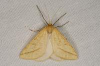 Aspitates gilvaria
