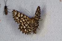 Chiasmia clathrata