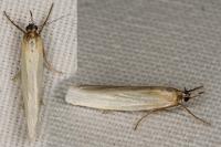 Crambus perlellus