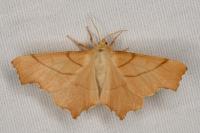 Ennomos erosaria