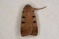 Eugnorisma glareosa