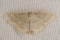 Idaea subsericeata