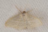 Idaea subsericeata