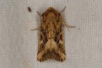 Luperina dumerilii