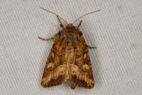 Luperina dumerilii
