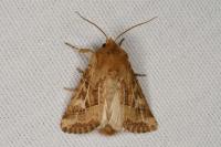 Luperina dumerilii