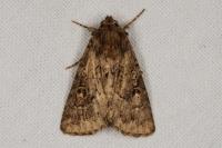 Luperina testacea