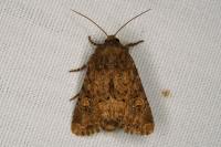 Luperina testacea