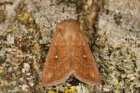 Mythimna albipuncta