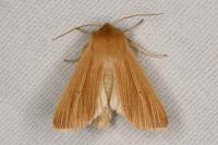 Mythimna pallens