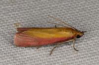 Oncocera semirubella