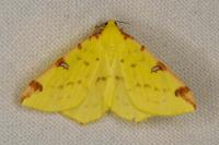 Opisthograptis luteolata
