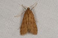 Parapoynx stratiotata