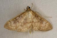 Patania ruralis