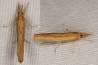 Pediasia contaminella
