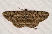 Peribatodes rhomboidaria rhomboidaria