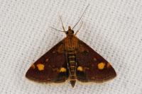 Pyrausta aurata