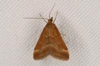 Pyrausta despicata