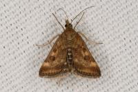 Pyrausta despicata