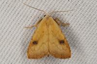 Rivula sericealis