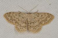 Scopula marginepunctata