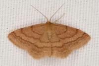 Scopula rubiginata