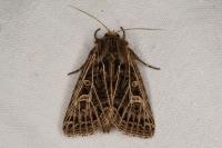 Tholera decimalis