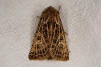 Tholera decimalis