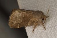 Trichiura crataegi