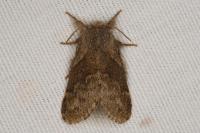 Trichiura crataegi