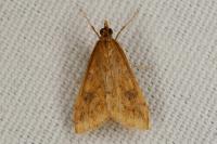 Udea ferrugalis