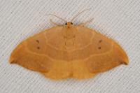 Watsonalla binaria