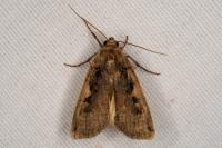 Xestia c-nigrum