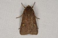 Xestia xanthographa