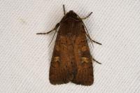 Xestia xanthographa
