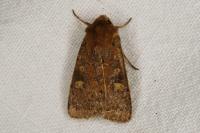 Xestia xanthographa