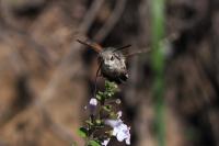 Macroglossum stellatarum
