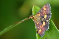 Pyrausta aurata