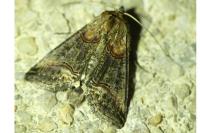 Abrostola triplasia