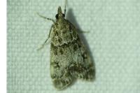 Eudonia lacustrata
