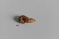 Noctua pronuba