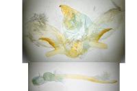 Hyloicus maurorum