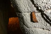 Scoliopteryx libatrix