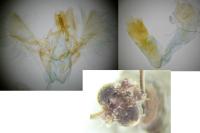 Acrobasis fallouella