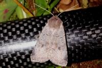 Protolampra sobrina