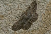 Hypomecis punctinalis