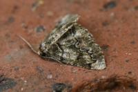 Cleorodes lichenaria